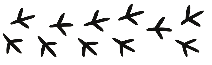 Rooster Footprints